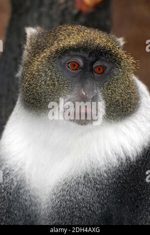 Scimmia blu o scimmia diademed, Diademmeerkatze, Cercopithecus mitis, fejdíszes cerkóf Foto Stock