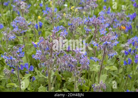 Borretsch (borragine officinalis) Foto Stock