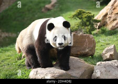 Immagini di handout. Il panda gigante maschio Yuan Zi e la donna incinta Huan Huan formano la coppia emblematica dello Zoo Parc de Beauval in Francia il 2017 agosto. Il panda gigante Huan Huan, in prestito alla Francia dalla Cina, darà alla luce i gemelli molto presto. Foto di Zoo de Beauval/ABACAPRESS.COM Foto Stock