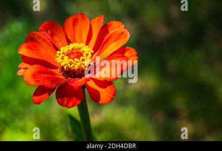 Tithonia rotundifolia fiore in giardino su sfondo verde. Foto Stock