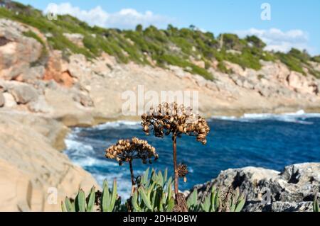 Samphire di roccia (Crithmum maritimum) spesso conosciuto come finocchio di mare. Fioritura secca, verde, pianta commestibile su rocce costiere, acqua blu e cielo nel backgroun Foto Stock