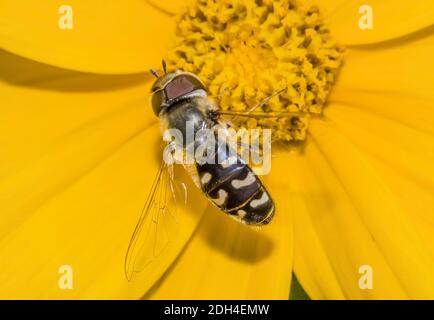 Pied Hoverfly "Skaeva pyrastri" Foto Stock