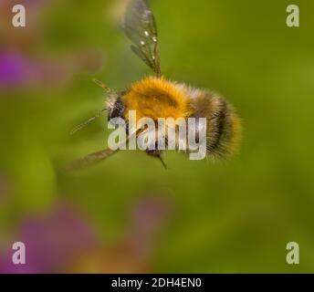 Carder-ape comune 'Bombus pascuorum' Foto Stock