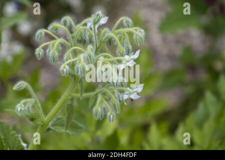 Borretsch (borragine officinalis) Foto Stock