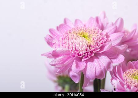 Fiore rosa brillante chrisantemo su sfondo bianco Foto Stock