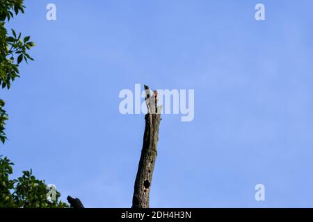 Female Northern Flicker Bird arroccato sulla cima di Dead Tree Tronco con buchi di picchio in fronte e Blue Sky sfondo Foto Stock