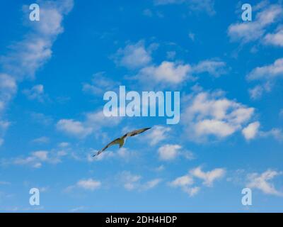 Osprey sorvola il cielo blu luminoso con il bianco soffice Nubi Bird of Prey Caccia in una bella giornata estiva Foto Stock