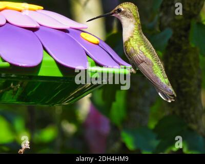 Hummingbird con la gola del rubino prepararsi a bere Nectar dal fiore viola Shaped Hummingbird Feeder come il suo iridescente verde Feathers brillare in La somma Foto Stock