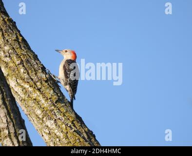 Balli di uccello di Picchio rosso-belled sul tronco dell'albero mentre sale Verso l'alto con il cielo blu luminoso sullo sfondo Foto Stock