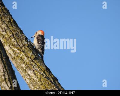 Uccello picchio rosso su un tronco d'albero con trasparente Cielo blu in background Foto Stock