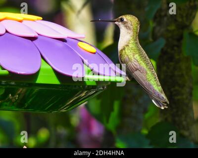 Hummingbird con la gola del rubino guarda in su da Nectar bevente da un viola Alimentatore per uccelli a forma di fiore con pelli verdi iridescenti da Il sole Foto Stock