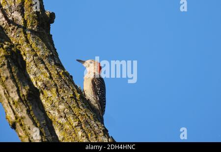 Picchio rosso-belluto Bird Scales lato di tronco di albero con luminoso Cielo blu sullo sfondo con belle piume rosse Testa Foto Stock
