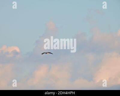 Un uccello di Prey di Osprey con Span completo di ala vola Attraverso l'aria al mattino con il sole che rimbalza Grandi nuvole in background per una bella S Foto Stock