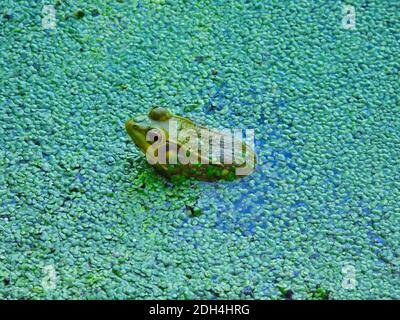 Profilo Vista di Bullfrog sommerso in acqua di laghetto coperto di duckweed i suoi occhi, orecchie e testa visibile con duckweed Blooms Foto Stock
