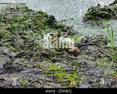 Bullfrog si siede sulla riva fangosa di un laghetto che è Coperto di piante anatre anche disseminate su Shore e Frog Foto Stock