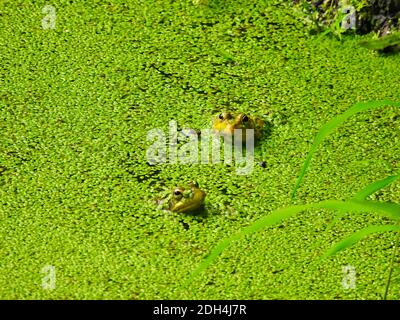 Due piccole rane giovani con corpi sommersi in acqua ricoperta di anatre verdi e brillanti hanno visto le loro teste, orecchie e occhi visibili in un'estate solare Foto Stock