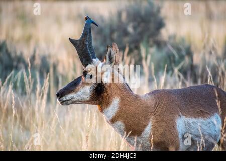 Pronghorn nel campo dell'Antelope Island State Park, Utah Foto Stock