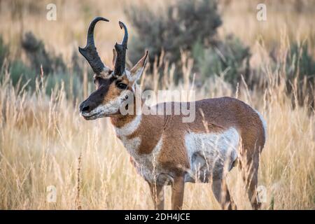 Pronghorn nel campo dell'Antelope Island State Park, Utah Foto Stock