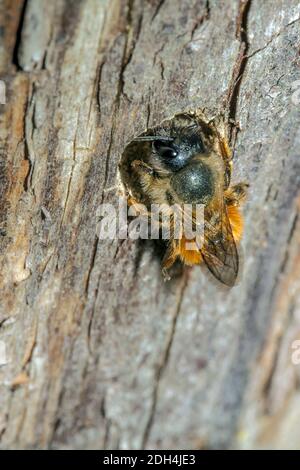 Ape di muratore rosso 'Osmia Rufa' Foto Stock