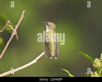 Ruby-thorated Hummingbird Profilo Visualizza arroccato su Bush stelo mostrando Verde Piume posteriori iridescenti e becco lungo e stretto con Fauna Verde Backg sfocato Foto Stock