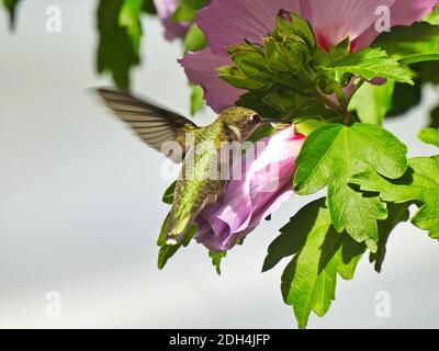 Il colibrì con la gola di rubino si sposta mentre beve Nectar da un viola Fiore di Hibiscus che mostra le sue Feathers iridescenti verdi circondate da Lea verde Foto Stock