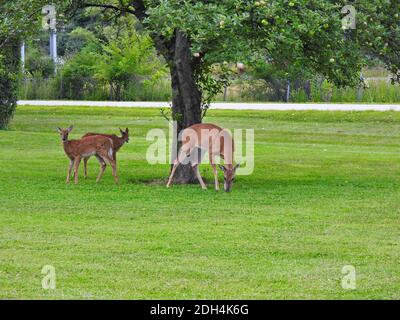 Due cervelli dalla coda bianca si uniscono alla loro madre Doe e prendono Vantaggio delle mele di granchio caduto sotto l'albero sul A bordo strada in una mattina estiva Foto Stock