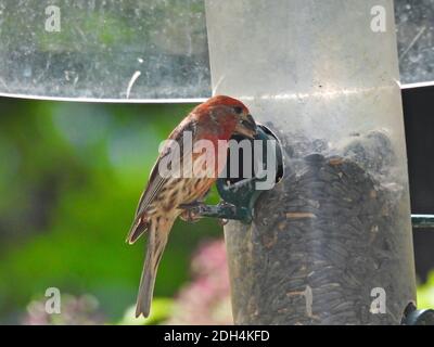Finch su alimentatore di semi di uccello: Maschio rosso casa finch mangia un seme di girasole da un alimentatore di semi di uccello con un baffler scoiattolo attaccato Foto Stock
