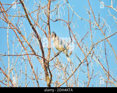 Squawking Bluejay Bird in un albero di ciliegia che mostra blu brillante Piume con un cielo estivo blu in background -Serie A. Foto Stock