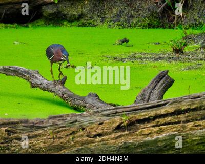 Heron su un ramo di albero: Verde airone uccello cammina con un pesce in bocca che ha catturato dal laghetto sotto che è coperto in un anatre pieno Foto Stock