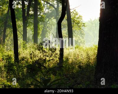 Sunrise Dawn Vista nella foresta con luce brillante venuta Attraverso gli alberi che evidenziano i fiori selvatici e l'erba alta e silhouetting Trunks ad albero Foto Stock