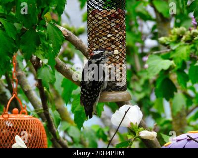 Maschio Downy Woodpecker Bird pende su un alimentatore di uccelli di arachidi come tiene un pezzo di arachidi nel suo becco tra gli altri alimentatori di uccelli, foglie verdi e Hibiscus Foto Stock