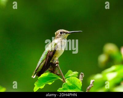 Hummingbird con gola di rubino su una testa di diramazione estensibile in avanti becco inclinato Su - Serie A. Foto Stock