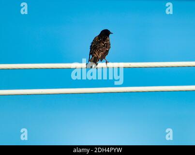 European Starling Bird appollaiato su un filo elettrico bianco con Un cielo blu luminoso in un giorno d'estate Foto Stock