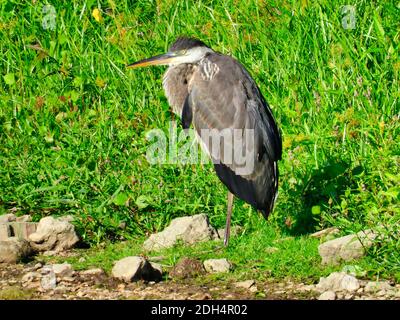 Un grande uccello dell'airone blu sta nel sole sopra Un giorno d'estate vicino ad un lago con erba verde In background Foto Stock