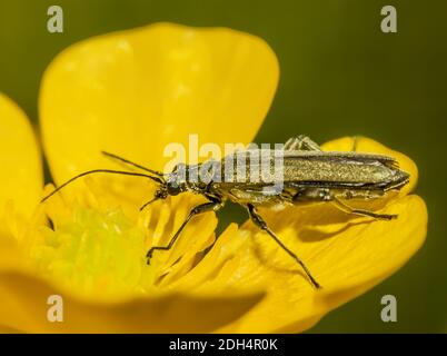 Falsi blister Beetles 'Oedemera virescens' Foto Stock