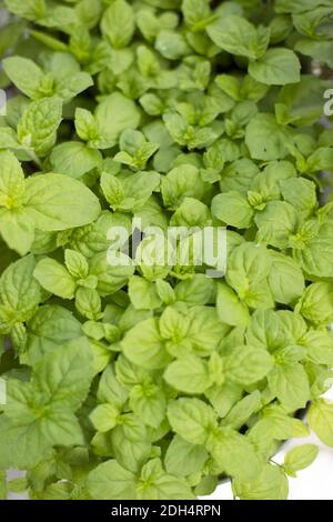 Menta piperita, (Mantha Ã-piperita) Foto Stock