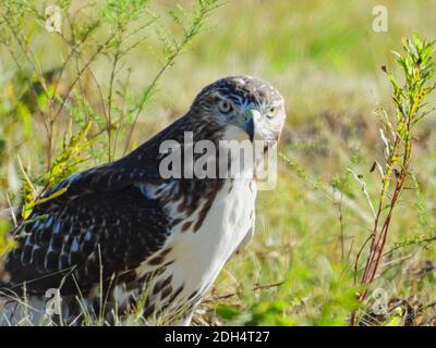 Primo piano di Red-Tailed Hawk Bird di Prey Raptor come esso Siede in un campo di erba nel sole sopra Una giornata estiva sulla Prairie Foto Stock