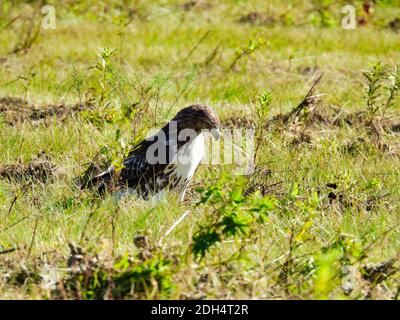 Uccello Hawk dalla coda rossa di Prey Raptor seduto a terra Di un campo sulla Prairie Caccia attraverso l'erba Per Prey il giorno d'estate Foto Stock