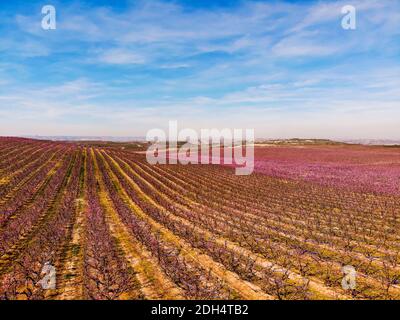 Drone aereo immagine di vasti campi rosa di alberi di pesche fioriti. Spettacolare fioritura colorata nella primavera sotto le nuvole blu. Aitona, Spagna Foto Stock