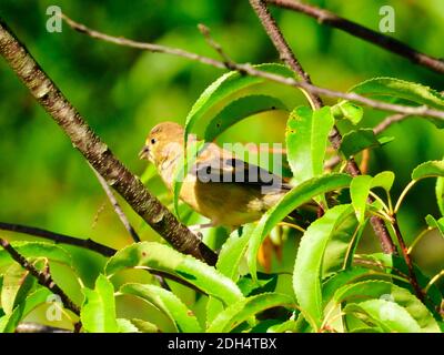 Femmina americano Goldfinch Bird arroccato in un albero su un Ramo circondato da foglie verdi Foto Stock