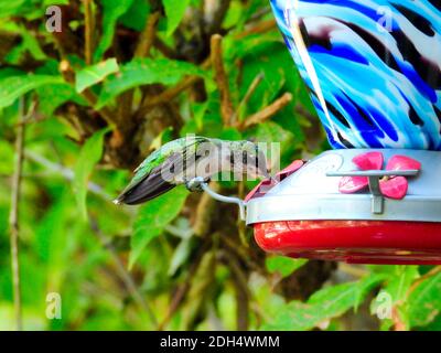 Hummingbird su alimentatore: Colibrì con gola di rubino arroccato e bere nettare da un alimentatore di colibrì situato in un giardino in una giornata estiva mostrando Ciao Foto Stock