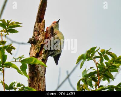 Picchio sull'albero: Uccello picchio rosso-bignellato appollaiato sul lato di un tronco dell'albero morto che guarda in su in un cielo nuvoloso e grigio con le foglie verdi che mostrano Foto Stock