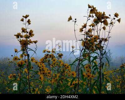 Campo di fiori gialli: Alba su un prato pieno di fiori selvatici gialli con una prateria nebbiosa e alberi sullo sfondo con un cielo rosa e blu Foto Stock