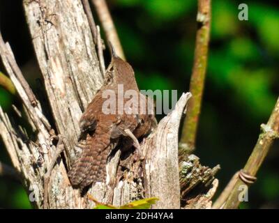 Casa Wren uccello appollaiato in un tronco di albero rotto guarda verso il cielo con fogliame verde nel sfondo una giornata estiva di sole - parte della serie Foto Stock