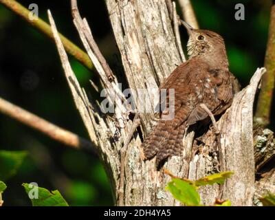 Casa Wren uccello appollaiato in un tronco di albero rotto guarda verso l'alto e al lato con fogliame verde in lo sfondo una giornata estiva di sole - parte della serie Foto Stock