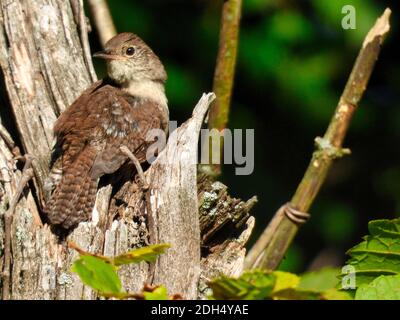 Casa Wren uccello appollaiato in un tronco di albero rotto si affaccia sulla sua ala con verde fogliame sullo sfondo una giornata estiva di sole - parte della serie Foto Stock