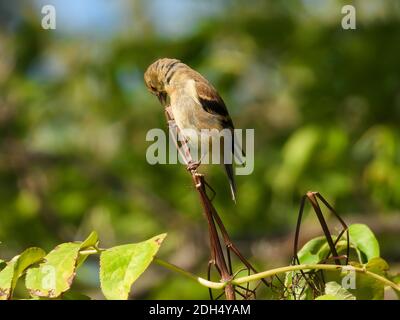 L'uccello americano di Goldfinch è appollaiato lateralmente sul gambo del fiore, che si unisce alla cima con sfondo verde offuscato di Foliage Foto Stock