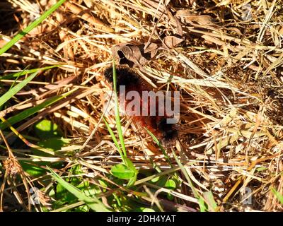 Woolly Bear Caterpillar cammina attraverso Green e Brown Grass in La luce del sole che mostra il suo colore marrone e nero fuzzy Fur Nella vista macro di chiusura Foto Stock