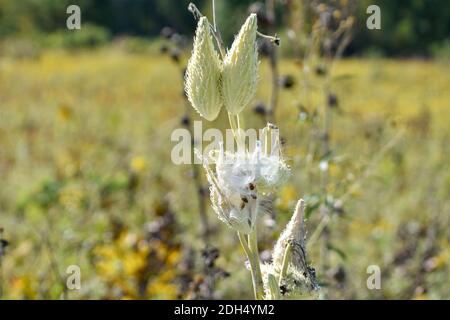 Pianta di mungkweed con i pods alcuni schiopped che visualizzati Seta e marrone Semi Foto Stock