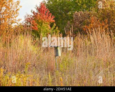 Eastern Bluebird Bird siede appollaiato su Federally Protected Bluebird Nesting Box tra Autunno Forest e High Grass Foto Stock